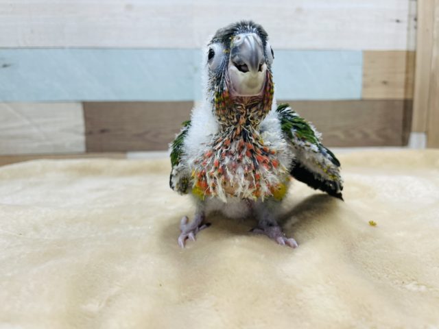 ワキコガネウロコインコ