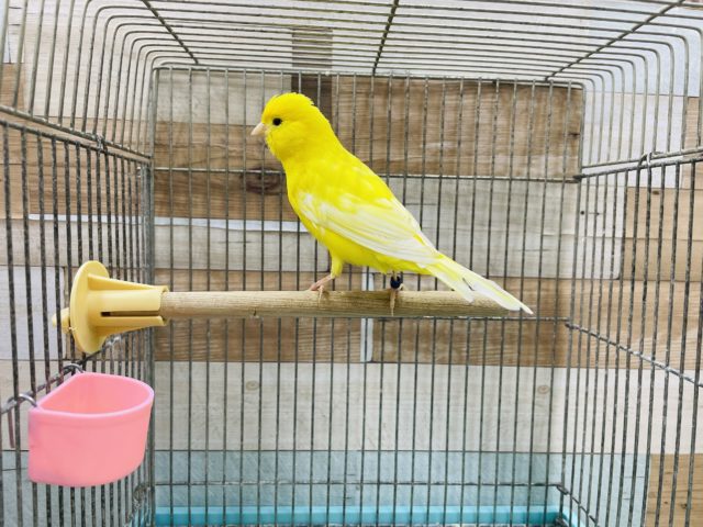 レモンカナリア