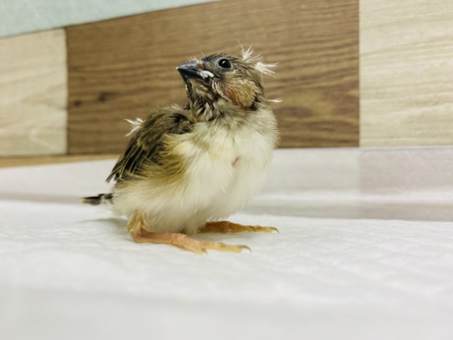 錦花鳥（キンカチョウ）