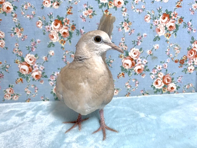 ジュズカケバト 10/30 ジュズカケバト