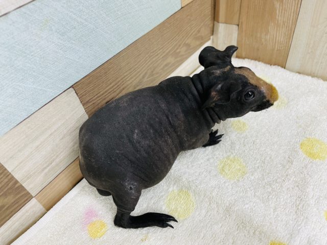 スキニーギニアピッグ