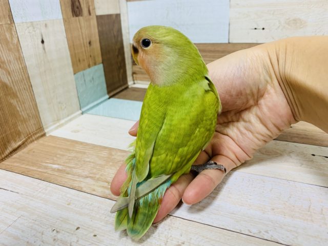 コザクラインコ（小桜インコ）