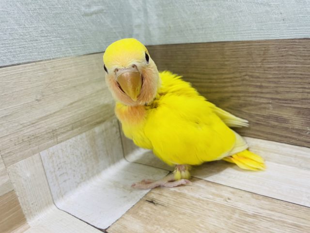 コザクラインコ（小桜インコ）