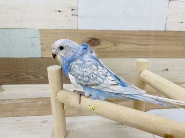 羽衣セキセイインコ