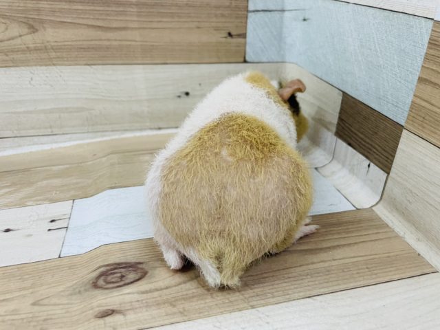 ウェアウルフ（スキニーギニアピッグ）