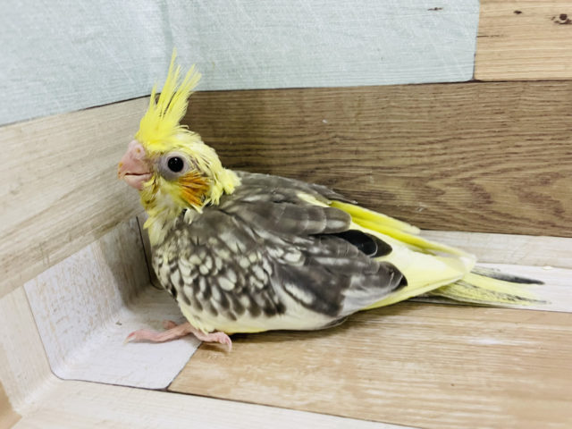 オカメインコ
