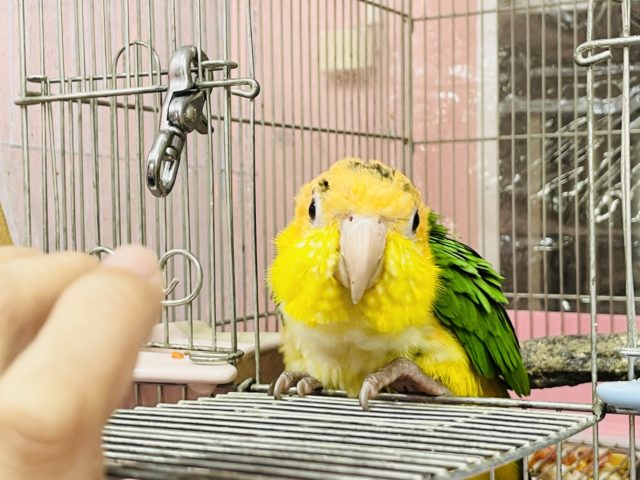 シロハラインコ