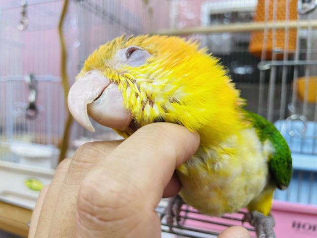 シロハラインコ