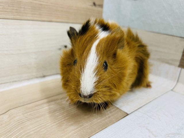 アビシニアンモルモット