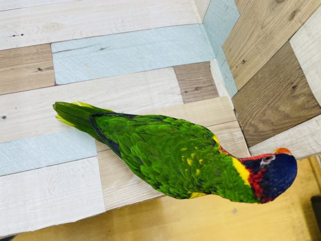 ズグロゴシキセイガイインコ