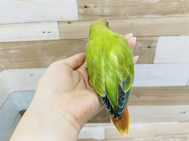 コザクラインコ（小桜インコ）