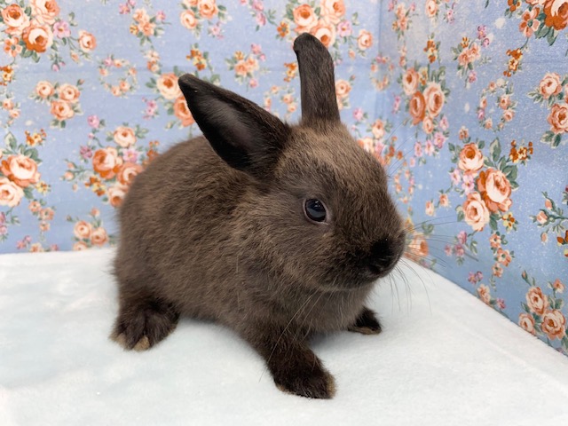 ネザーランドドワーフ