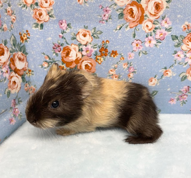 イングリッシュモルモット