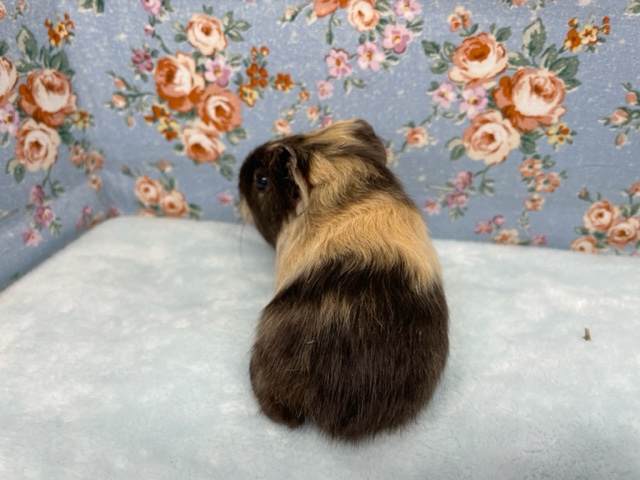 イングリッシュモルモット