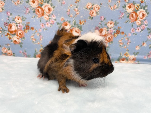 アビシニアンモルモット