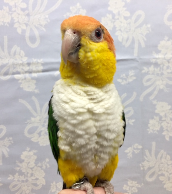 シロハラインコ