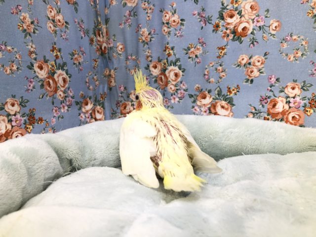 オカメインコ