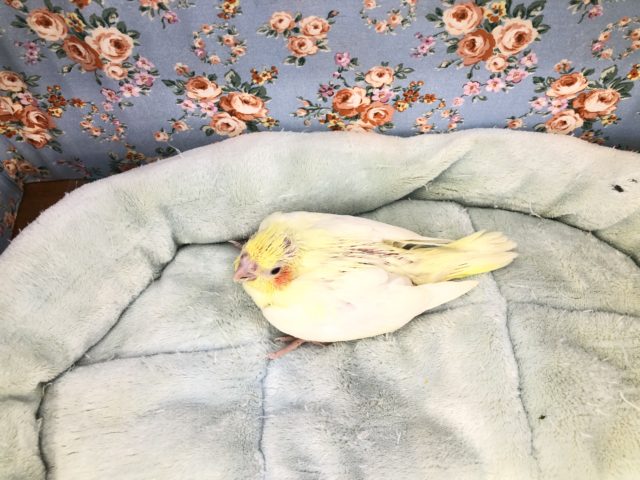 オカメインコ