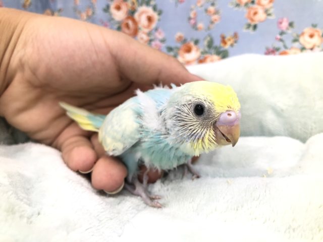 セキセイインコ