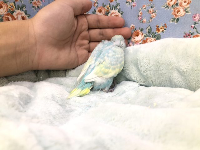 セキセイインコ