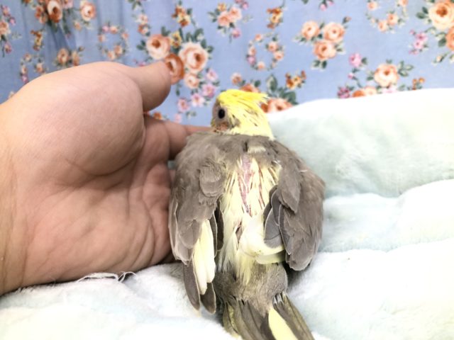 オカメインコ