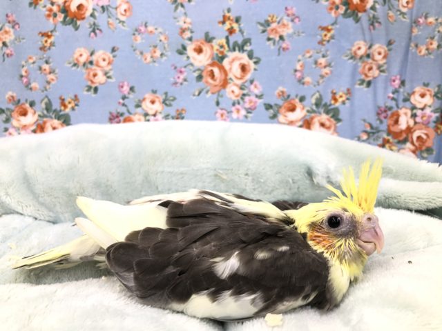 オカメインコ