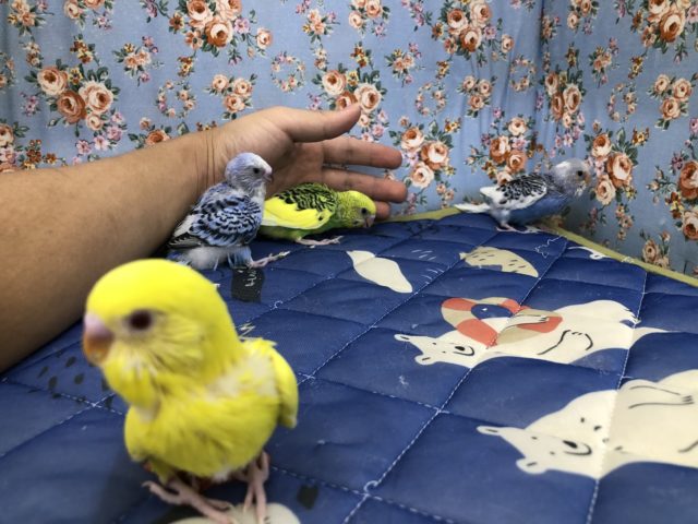 セキセイインコ