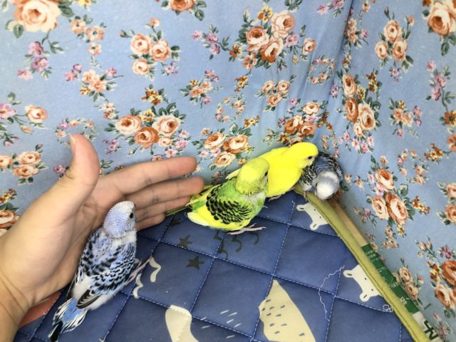 セキセイインコ