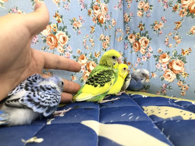 今週のセキセイ情報 10/20撮影 セキセイインコ