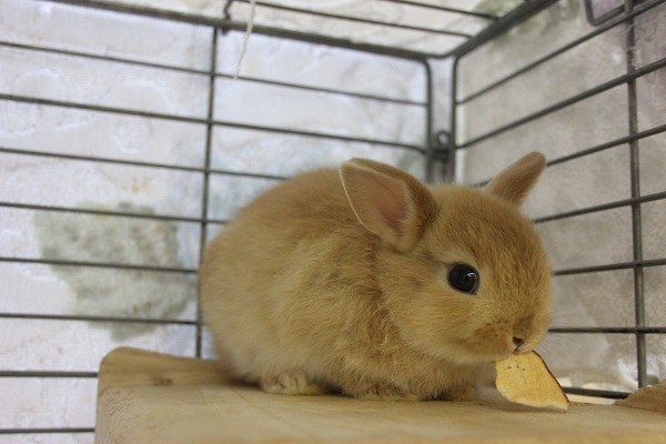 ネザーランドドワーフ