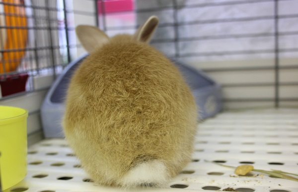 ネザーランドドワーフ