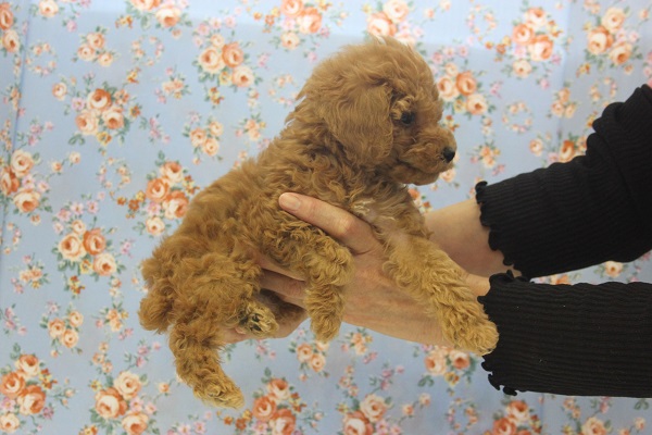 トイプードル