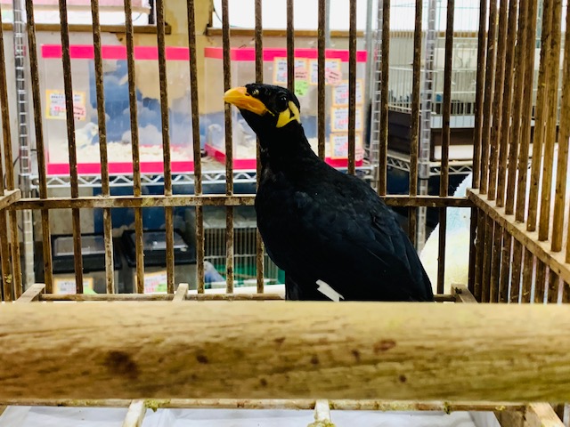 まだ小さめ!!九官鳥さん♪ 九官鳥(キュウカンチョウ)