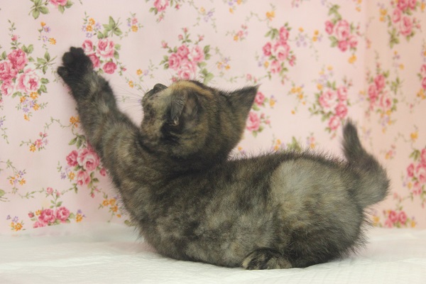 スコティッシュフォールド