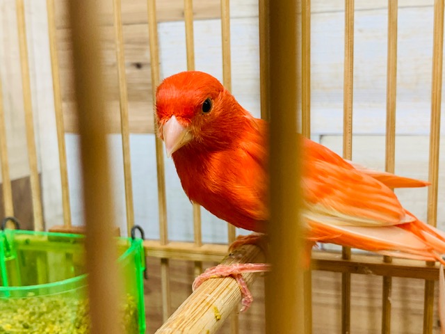 赤カナリア