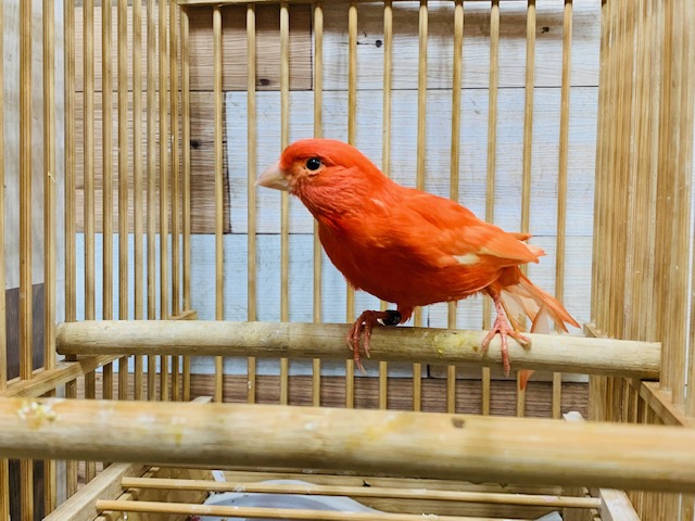 赤カナリア