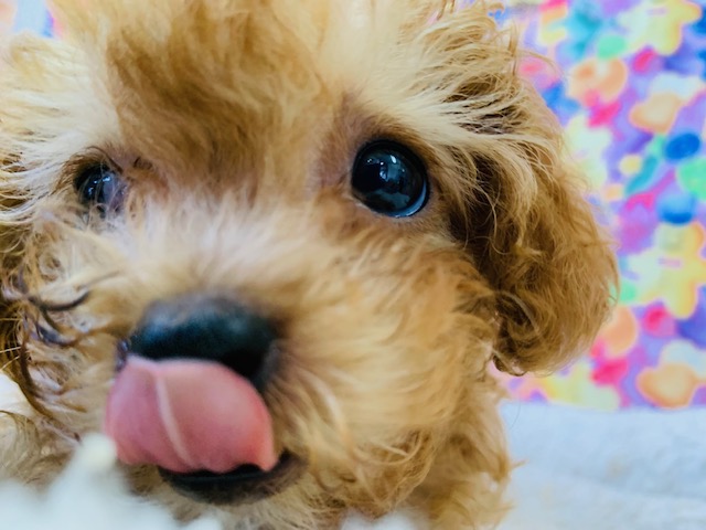 仕草が可愛い♪トイプードルちゃん♡ トイプードル