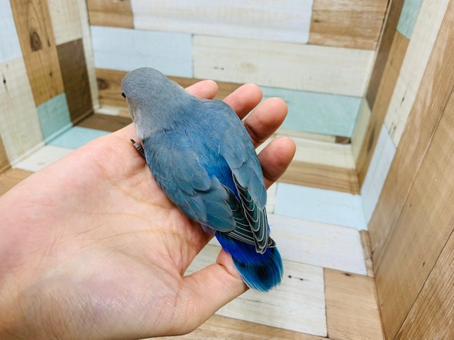 コザクラインコ（小桜インコ）