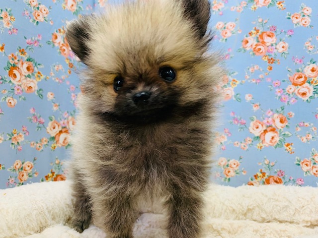 ポメラニアン