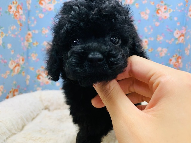 トイプードル