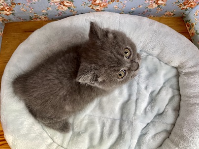 ブリティッシュショートヘア