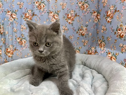 ブリティッシュショートヘア