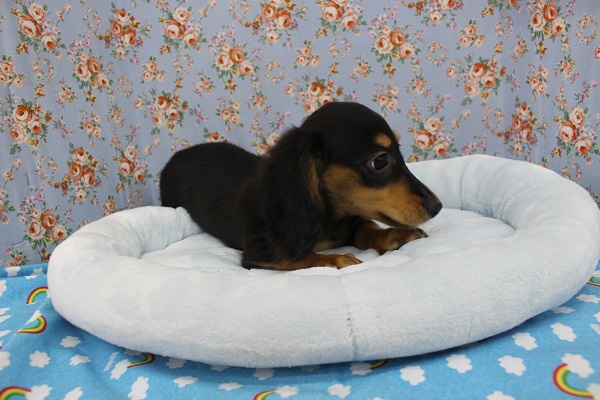 カニンヘンダックス