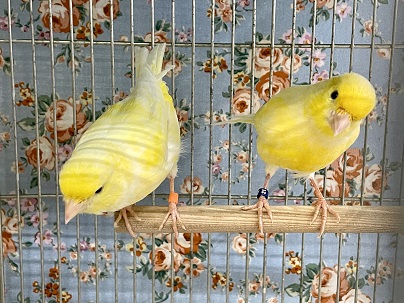 レモンカナリア