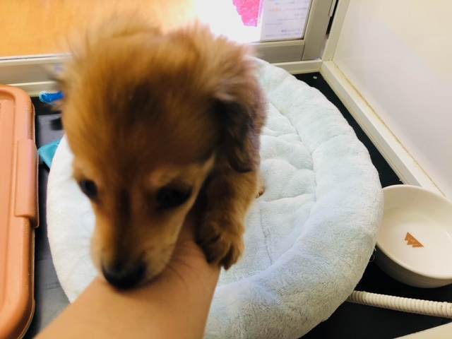 きゅるきゅるな瞳の持ち主!チワックスきたよ! チワックス