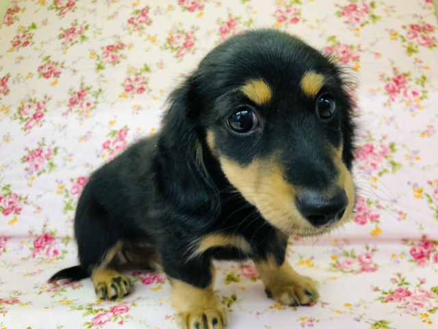 ミニチュアダックス