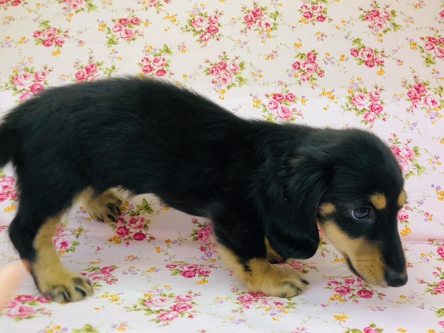 ミニチュアダックス