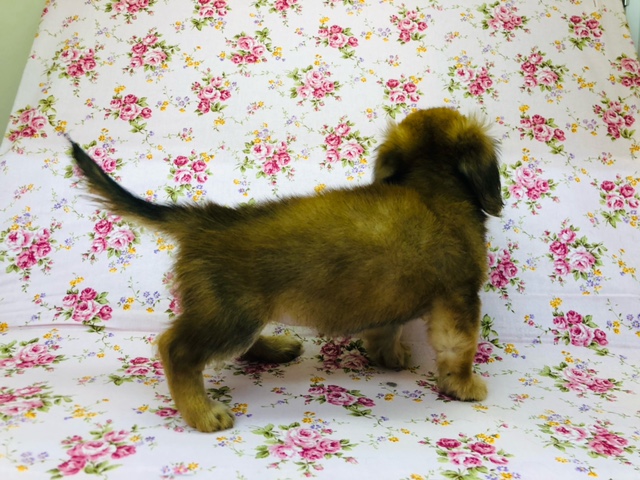 きゅるきゅるな瞳の持ち主!チワックスきたよ! チワックス