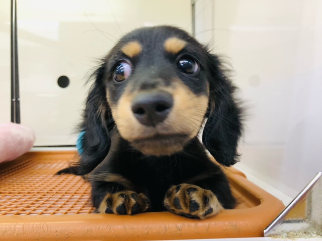 ミニチュアダックス