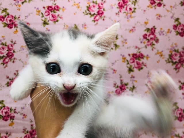 スコティッシュフォールド